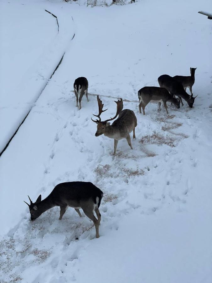 Villa Arciau Gamtos Anyksciai Kurkliai Esterno foto