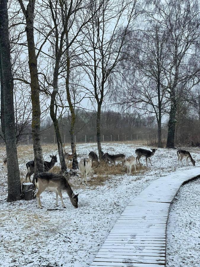 Villa Arciau Gamtos Anyksciai Kurkliai Esterno foto